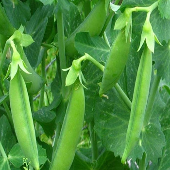Pea - Progress No.9 - Seed Megastore - sku 665 Pea - Progress No.9 - Seed Megastore - sku 665