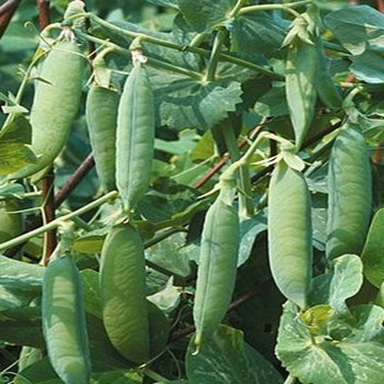 Pea - Kelvedon Wonder - Seed Megastore - sku 664 Pea - Kelvedon Wonder - Seed Megastore - sku 664