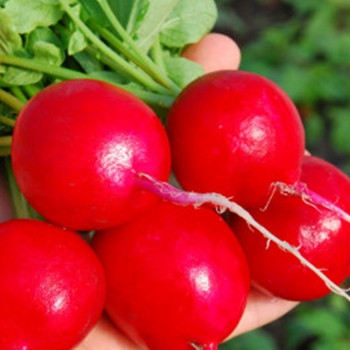 Radish - F1 Celesta - Seed Megastore - sku 764 Radish - F1 Celesta - Seed Megastore - sku 764