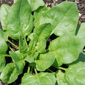Spinach - F1 Renegade - Seed Megastore - sku 831 Spinach - F1 Renegade - Seed Megastore - sku 831