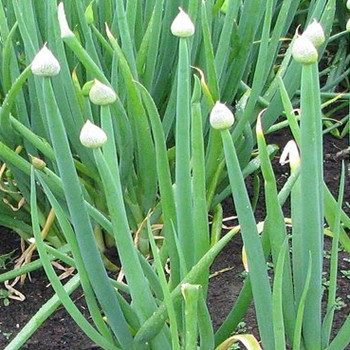 Herb - Welsh Onion White - Seed Megastore - sku 454 Herb - Welsh Onion White - Seed Megastore - sku 454