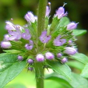 Herb - Pennyroyal - Seed Megastore - sku 433 Herb - Pennyroyal - Seed Megastore - sku 433