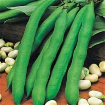 Broad Bean - Giant Exhibition - Seed Mega Store - sku 87 Broad Bean - Giant Exhibition - Seed Mega Store - sku 87