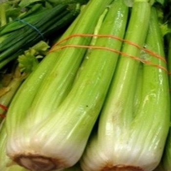 Celery - Golden Self Blanching - Seed Megastore - Sku 272 Celery - Golden Self Blanching - Seed Megastore - Sku 272