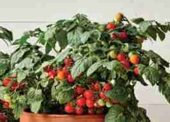 Tomato F1 Veranda - 10 Seeds Tomato F1 Veranda - 10 Seeds