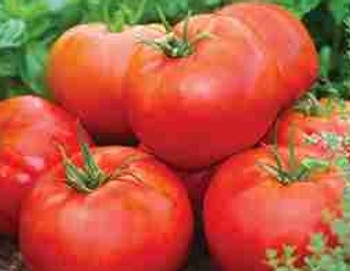 Tomato F1 Big Daddy - 10 Seeds Tomato F1 Big Daddy - 10 Seeds