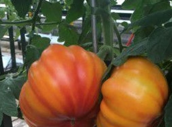 Tomato F1 Buffalosun - 10 Seeds Tomato F1 Buffalosun - 10 Seeds
