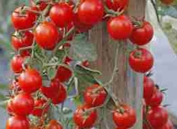 Tomato F1 Crokini - 5 Seeds Tomato F1 Crokini - 5 Seeds