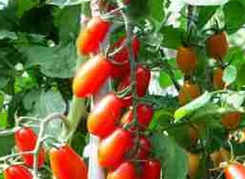 Tomato F1 Floridity- 5 Seeds Tomato F1 Floridity- 5 Seeds