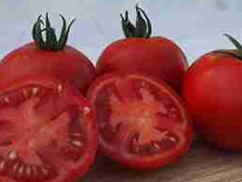Tomato F1 Gallant - 5 Seeds Tomato F1 Gallant - 5 Seeds