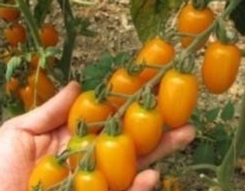 Tomato F1 Miele - 5 Seeds Tomato F1 Miele - 5 Seeds