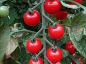 Tomato Sweet Aperitif - 10 Seeds Tomato Sweet Aperitif - 10 Seeds