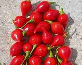 Hot Pepper Biquinho Red - 10 Seeds Hot Pepper Biquinho Red - 10 Seeds