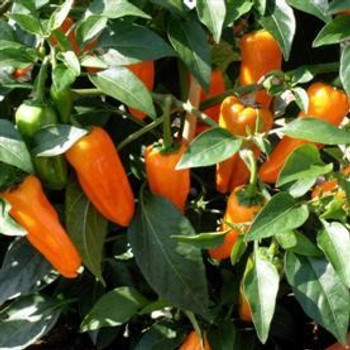 Hot Pepper F1 Cheyenne - 5 Seeds