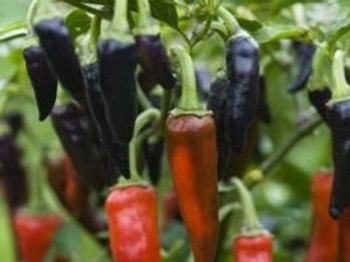 Hot Pepper F1 Gusto Purple - 10 Seeds Hot Pepper F1 Gusto Purple - 10 Seeds