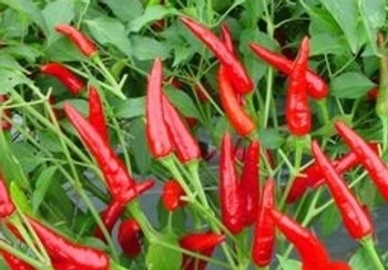 Hot Pepper F1 Red Air - 10 Seeds Hot Pepper F1 Red Air - 10 Seeds