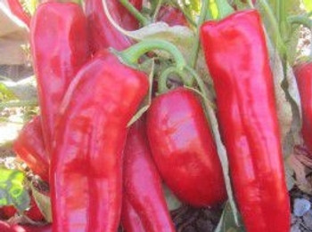 Hot Pepper F1 Santana - 5 Seeds Hot Pepper F1 Santana - 5 Seeds