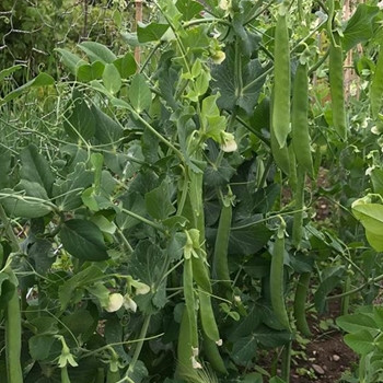 Pea - Hurst Greenshaft - Seed Megastore - sku 657 Pea - Hurst Greenshaft - Seed Megastore - sku 657