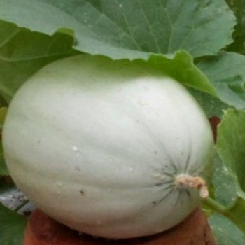 Melon - F1 Emir - Seed Megastore - sku 563 Melon - F1 Emir - Seed Megastore - sku 563