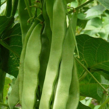 Climbing French Bean - Algarve - Seed Megastore - sku 281 Climbing French Bean - Algarve - Seed Megastore - sku 281