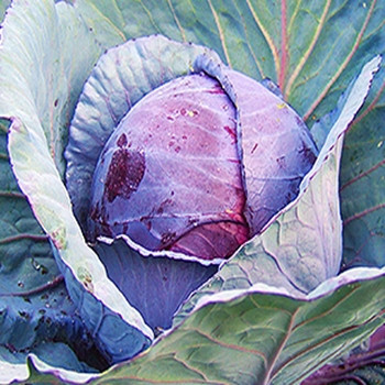 Cabbage - Red Drumhead - Seed Megastore - sku 156 Cabbage - Red Drumhead - Seed Megastore - sku 156
