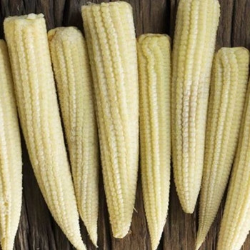 Sweetcorn - F1 Minipop - Seed Megastore - sku 985 Sweetcorn - F1 Minipop - Seed Megastore - sku 985