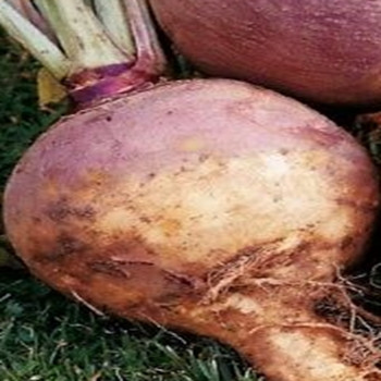 Swede - Best of All - Seed Megastore - sku 964