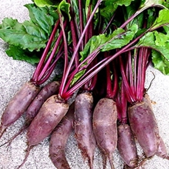Beetroot - Forono - Seed Megastore - sku 49