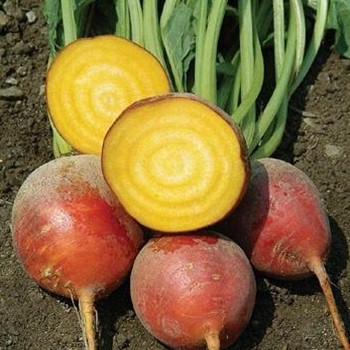 Beetroot Golden - Seed Megastore - Sku 54.1 Beetroot Golden - Seed Megastore - Sku 54.1
