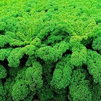 Borecole - F1 Winterbor - Seed Megastore - sku 69 Borecole - F1 Winterbor - Seed Megastore - sku 69