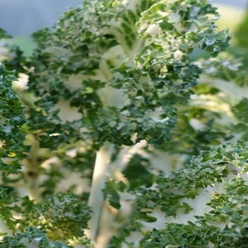 Kale - Emerald Ice - Seed Megastore - Sku 82 Kale - Emerald Ice - Seed Megastore - Sku 82