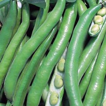 Broad Bean -Bunyards Exhibition - Seed Mega Store - sku 86 Broad Bean -Bunyards Exhibition - Seed Mega Store - sku 86