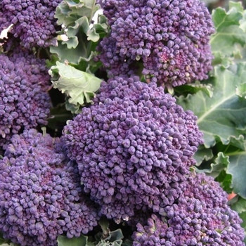 Broccoli - Purple Sprouting Early - Seed Megastore - Sku 105 Broccoli - Purple Sprouting Early - Seed Megastore - Sku 105