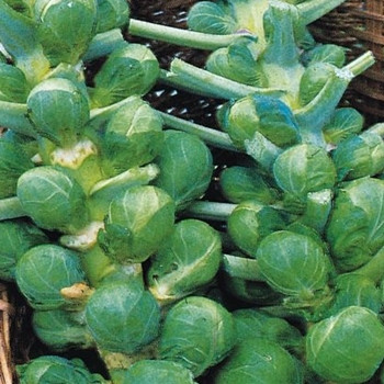 Brussels Sprout -Bedford Darkmar 21 - seed megastore - sku 113 