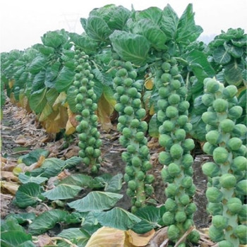 Brussels Sprout -F1 Brendan - seed megastore - sku 115 
