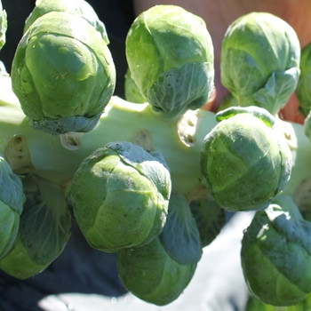 Brussels Sprout - F1 Marte - seed megastore - sku 127 Brussels Sprout - F1 Marte - seed megastore - sku 127