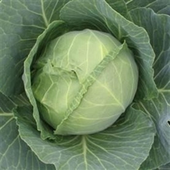 Cabbage - Sunta - Seed Megastore - sku 146 Cabbage - Sunta - Seed Megastore - sku 146