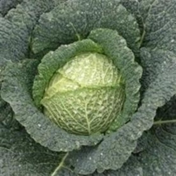 Cabbage -Capriccio - Seed Megastore - sku 157 Cabbage -Capriccio - Seed Megastore - sku 157