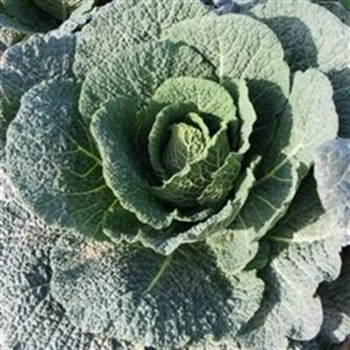 Cabbage - Wirosa - seed megastore - sku 158