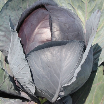 Cabbage - Rovite - seed megastore - sku 161 Cabbage - Rovite - seed megastore - sku 161