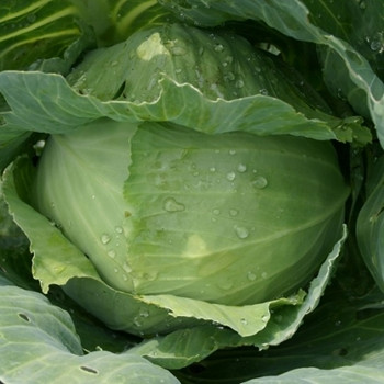 Cabbage - Glory of Enkhuizen - seed megastore - sku 163 Cabbage - Glory of Enkhuizen - seed megastore - sku 163