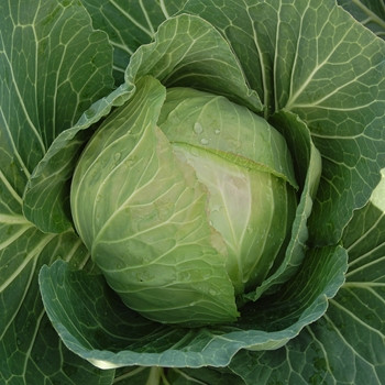 Cabbage - Cabbice - seed megastore - sku 166 Cabbage - Cabbice - seed megastore - sku 166