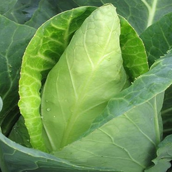 Cabbage - Cape Horn - seed megastore - sku 167 Cabbage - Cape Horn - seed megastore - sku 167