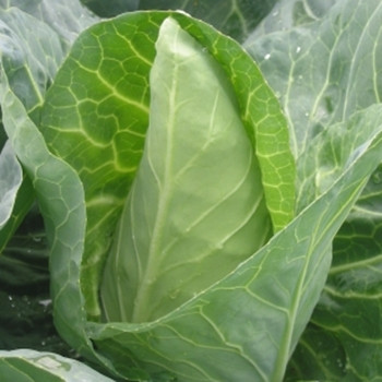 Cabbage F1 Dutchman
Cabbage F1 Dutchman
