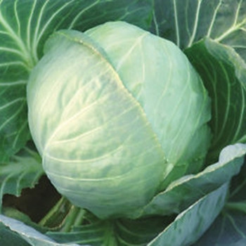 Cabbage - Kalibro - Seed Megastore - sku 171 Cabbage - Kalibro - Seed Megastore - sku 171
