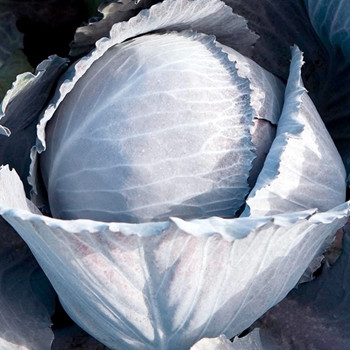 Cabbage - Red Lodero - Seed Megastore - sku 172 Cabbage - Red Lodero - Seed Megastore - sku 172