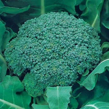 Calabrese - Green Magic - Seed Megastore - sku 179 Calabrese - Green Magic - Seed Megastore - sku 179