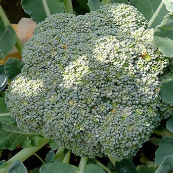 Calabrese - Parthenon - Seed Megastore - Sku 183 Calabrese - Parthenon - Seed Megastore - Sku 183