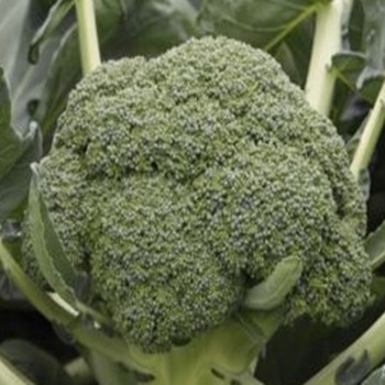 Calabrese -Monclano - Seed Megastore - sku 190 Calabrese -Monclano - Seed Megastore - sku 190