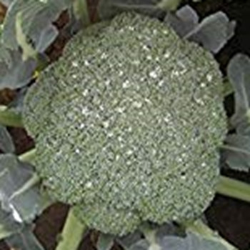 Calabrese - Eos - Seed Megastore - sku 195
Calabrese - Eos - Seed Megastore - sku 195